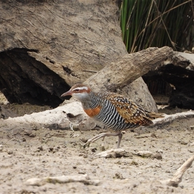 Gallirallus philippensis (Buff-banded Rail) at Forde, ACT - 9 Nov 2024 by LinePerrins