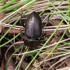 Adelium subdepressum (Darkling Beetle) at Uriarra, NSW - 3 Nov 2024 by Sarah2019