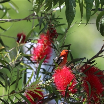 Myzomela sanguinolenta (Scarlet Honeyeater) at Penrose, NSW - 10 Nov 2024 by PDL08