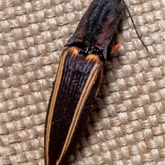 Wynarka sylvestre (Click Beetle) at Uriarra, NSW - 2 Nov 2024 by Sarah2019