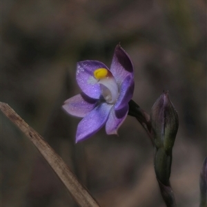 Thelymitra pauciflora at Captains Flat, NSW - suppressed