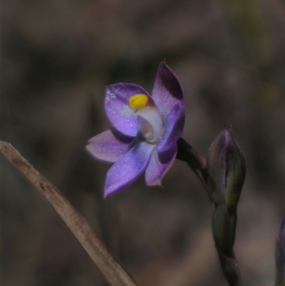 Thelymitra pauciflora (Slender Sun Orchid) at Captains Flat, NSW - 10 Nov 2024 by Csteele4