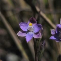 Thelymitra pauciflora at Captains Flat, NSW - suppressed