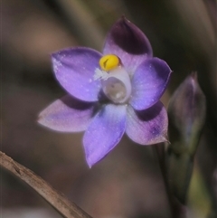 Thelymitra pauciflora at Captains Flat, NSW - suppressed