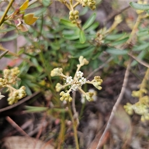 Astrotricha ledifolia at Captains Flat, NSW - 10 Nov 2024