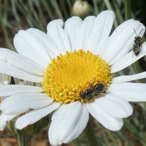 Lasioglossum (Homalictus) sphecodoides at Fyshwick, ACT - 9 Nov 2024