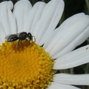 Lasioglossum (Homalictus) sphecodoides at Fyshwick, ACT - 9 Nov 2024