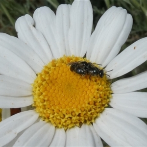 Lasioglossum (Homalictus) sphecodoides at Fyshwick, ACT - 9 Nov 2024