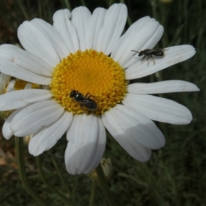 Lasioglossum (Homalictus) sphecodoides at Fyshwick, ACT - 9 Nov 2024