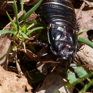 Panesthia australis at Uriarra, NSW - 3 Nov 2024