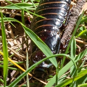 Panesthia australis at Uriarra, NSW - 3 Nov 2024