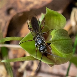 Eirone sp. (genus) at Uriarra, NSW - 3 Nov 2024