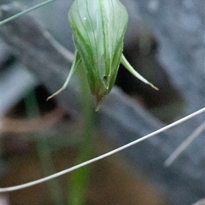 Pterostylis nutans at Uriarra, NSW - 2 Nov 2024