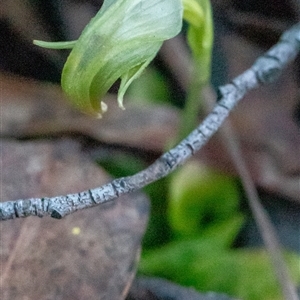 Pterostylis nutans at Uriarra, NSW - 2 Nov 2024