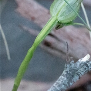 Pterostylis nutans at Uriarra, NSW - 2 Nov 2024