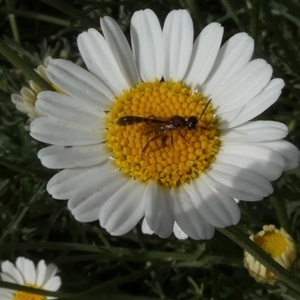 Apocrita (suborder) at Fyshwick, ACT - 9 Nov 2024 03:47 PM