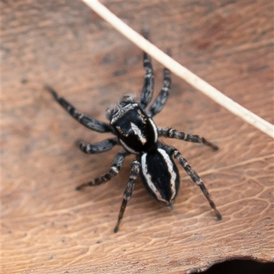 Jotus frosti (Frost's jumping spider) at Uriarra, NSW - 2 Nov 2024 by Sarah2019