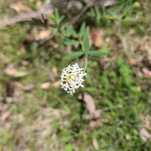 Pimelea treyvaudii at Wee Jasper, NSW - 10 Nov 2024 12:13 PM