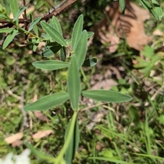 Pimelea treyvaudii at Wee Jasper, NSW - 10 Nov 2024 12:13 PM