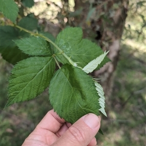 Rubus anglocandicans at Wee Jasper, NSW - 10 Nov 2024 12:10 PM