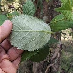 Rubus anglocandicans at Wee Jasper, NSW - 10 Nov 2024 12:10 PM