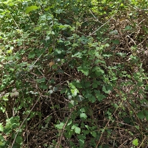 Rubus anglocandicans at Wee Jasper, NSW - 10 Nov 2024 12:07 PM