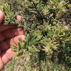 Grevillea alpina at Wee Jasper, NSW - 10 Nov 2024 12:01 PM