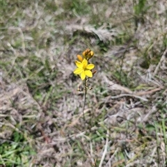 Bulbine bulbosa (Golden Lily, Bulbine Lily) at Wee Jasper, NSW - 10 Nov 2024 by Wildlifewarrior80