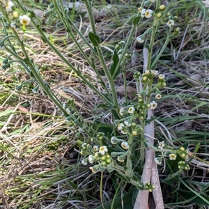 Hackelia suaveolens at Wee Jasper, NSW - 10 Nov 2024