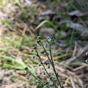 Hackelia suaveolens at Wee Jasper, NSW - 10 Nov 2024