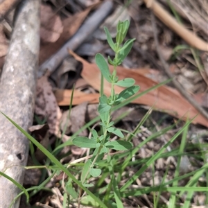 Hypericum perforatum at Wee Jasper, NSW - 10 Nov 2024 11:48 AM