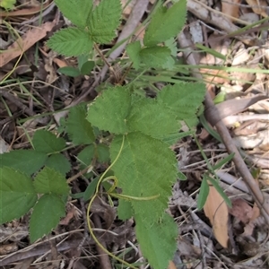 Rubus anglocandicans at Wee Jasper, NSW - 10 Nov 2024 11:46 AM