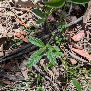 Cullen microcephalum at Wee Jasper, NSW - 10 Nov 2024