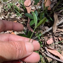 Cullen microcephalum at Wee Jasper, NSW - 10 Nov 2024