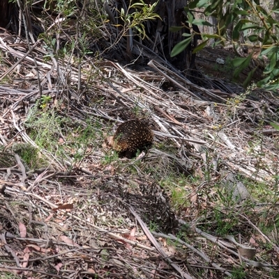 Tachyglossus aculeatus (Short-beaked Echidna) at Wee Jasper, NSW - 10 Nov 2024 by Wildlifewarrior80