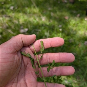 Hypericum perforatum at Wee Jasper, NSW - 10 Nov 2024 11:30 AM