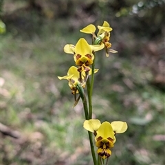 Diuris sulphurea (Tiger Orchid) at Wee Jasper, NSW - 10 Nov 2024 by Wildlifewarrior80