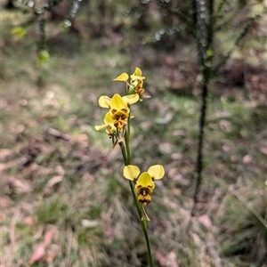 Diuris sulphurea at Wee Jasper, NSW - 10 Nov 2024