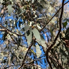 Eucalyptus radiata (Narrow-leaved Peppermint) at Wee Jasper, NSW - 9 Nov 2024 by Wildlifewarrior80