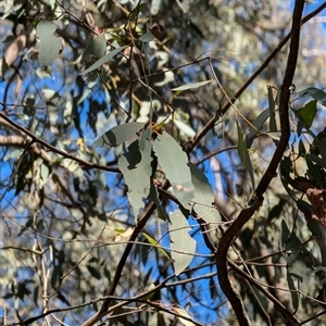 Eucalyptus radiata at Wee Jasper, NSW - 10 Nov 2024