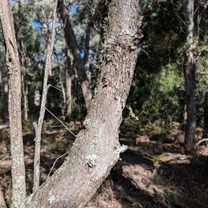 Eucalyptus radiata at Wee Jasper, NSW - 10 Nov 2024