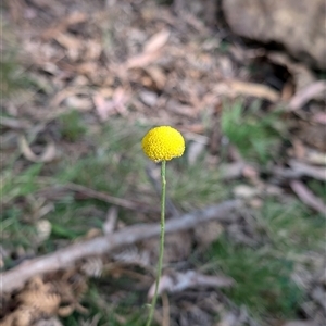 Craspedia variabilis at Wee Jasper, NSW - suppressed