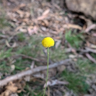 Craspedia variabilis (Common Billy Buttons) at Wee Jasper, NSW - 10 Nov 2024 by Wildlifewarrior80