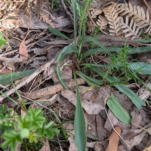 Craspedia variabilis at Wee Jasper, NSW - suppressed