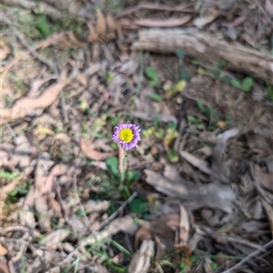 Brachyscome spathulata at Wee Jasper, NSW - 10 Nov 2024