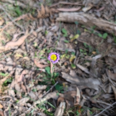 Brachyscome spathulata (Coarse Daisy, Spoon-leaved Daisy) at Wee Jasper, NSW - 9 Nov 2024 by Wildlifewarrior80