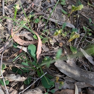 Brachyscome spathulata at Wee Jasper, NSW - 10 Nov 2024