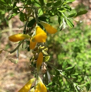 Genista monspessulana at Page, ACT - 8 Nov 2024 12:51 PM