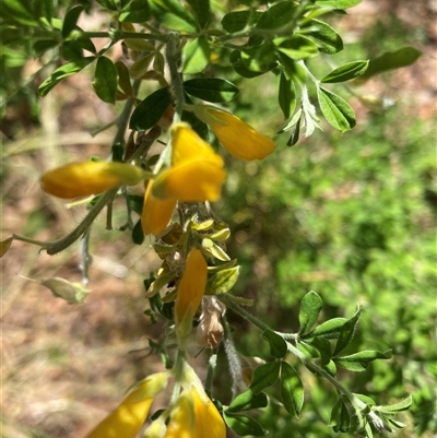 Genista monspessulana (Cape Broom, Montpellier Broom) at Page, ACT - 8 Nov 2024 by JohnGiacon