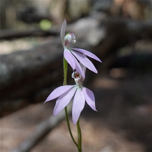 Caladenia carnea at Gundary, NSW - suppressed